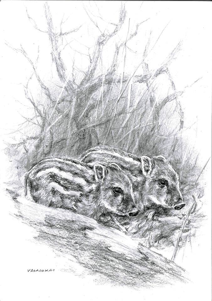 Vaddisznóláz - Image 3